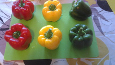 Poivrons farcis et son riz, sauce champignon nature ou au vin rouge