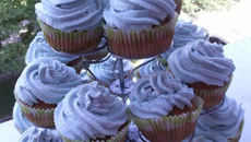 Cupcakes lavande