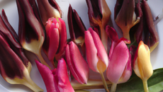 Véritables tulipes des Cévennes