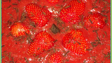 Tarte aux fraises et crème chocolat