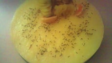 Entremets poires chocolat maison