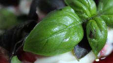 Macédoine de fruits rouges au basilic