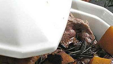 Côte de veau aux champignons, potiron et romarin