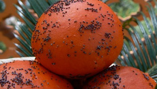 Briochettes fourrées de ganache à l'orange