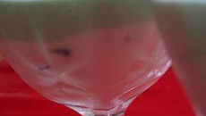 Verrines fraîches à la menthe