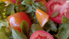 Salade de tomates rafraîchissante