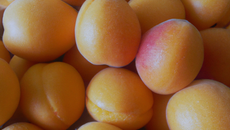 Abricots jumbocot au garde à vous
