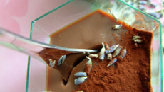 Crèmes chocolat au lait à la lavande en verrines
