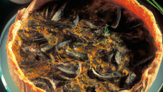 Quiche aux escargots fumés à la tome de brebis