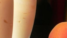 Mousse à l'abricot au nougat