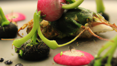 Araignée, fraîcheur pistache, radis noir