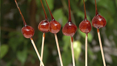 Noisettes caramélisées