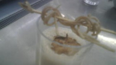 Capuccino mousse Shiitake