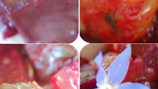 Une salade de betteraves et oranges, parfumée à la coriandre et huile d'argan, accompagnée de son carpaccio de betterave à l'huile de sésame et orange amère.