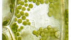 Tapas de tomates, succès assuré