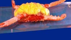 Langoustine qui fait son crabe