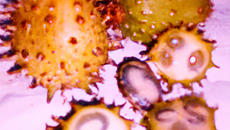 Chinchard façon exotique