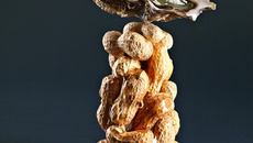 Huîtres, cacahuète, miel et sauce soja