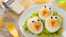Les poussins Mimosas Kiri© dans leur nid