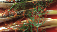 Rougets sur lit de fenouil