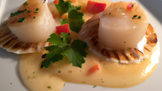 Les saint-jacques de la Baie