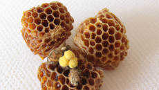 Nid d'abeille façon mignardise