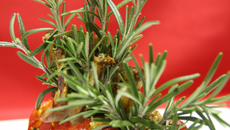 Carré d'agneau au pesto de romarin en habit de Noël