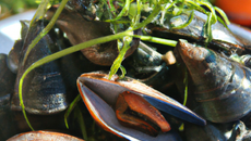 Moules au thym