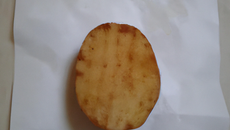 Pomme de terre posée