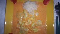 Saint-Jacques et calamars nageant en Mer Rouge