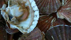 Coquille Saint Jacques saveur nantaise