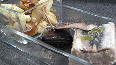 Papeton d'aubergines et sardines, son pannequet noir aux oignons confits.