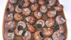 Escargots tout choco