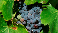 Vin de figues