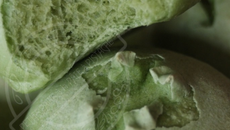 Petits pains à la pâte à pistache