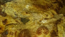 Cote de porc à la moutarde