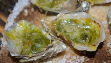 Huîtres gratinées au beurre d'escargot