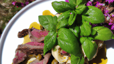 Alose de printemps au brebis du Lochois et premier basilic