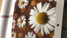 La marguerite
