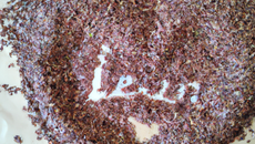 Le cœur de Lin surprise