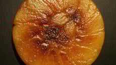 Tarte tatin aux pommes Golden