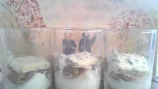 Verrines faites maison