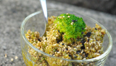 Pesto au brocoli