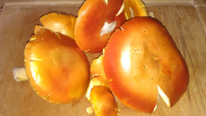 Des champignons à l'huile