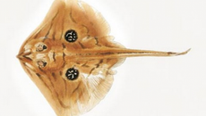 Aile de raie au vin blanc