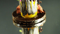 Truffe 72% Cacao Bali et terrine d'agrumes Sablé au chocolat