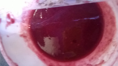 Coulis aux fruits rouges