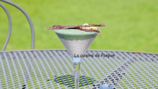 Smoothie kiwi coco et spiruline sur une crème de graines de chia au lait de coco