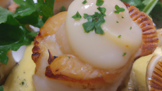 Saint-Jacques au Noilly Prat