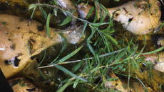 Poulet à l'estragon traditionnel